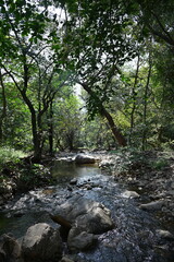 Peaceful Riverbank in Natural Forest Setting