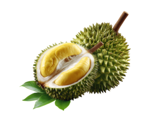 Durian tree, Fresh durian fruit on tree, Durians are the king of fruits, Tropical of asian fruit on transparent background