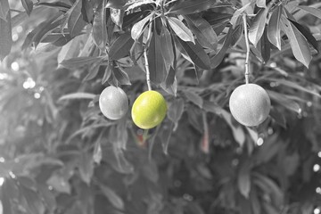 olive tree branch