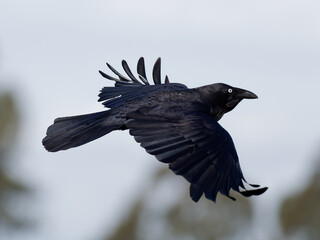 Australian Raven (Corvus coronoides) in flight with bokeh background