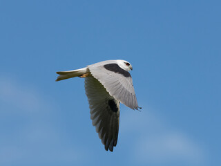 Australian, Black-Shouldered Kite (Elanus axillaris) in flight with blue-sky and clouds in background