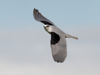 Australian, Black-Shouldered Kite (Elanus axillaris) in flight with partly overcast sky and clouds.