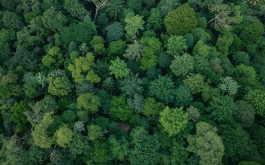 Aerial view of lush green canopy forest