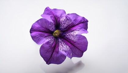 Obraz premium purple flower of petunia on white background