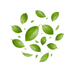Falling Green Leaves: Nature Image