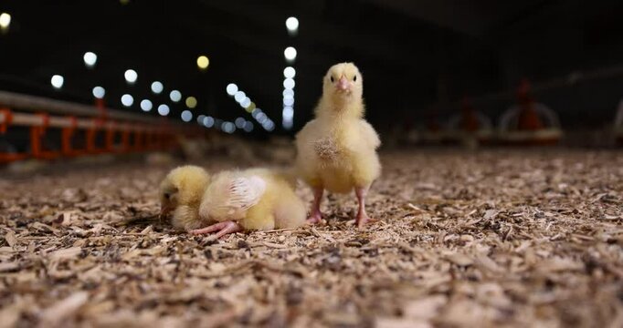 two small chickens in a poultry farm without cages on a litter of sawdust, chicken chicks about three days old in yellow fluff in the poultry farm building