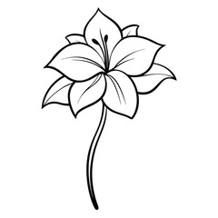 Amaryllis Flower Line Art Illustration on White Background