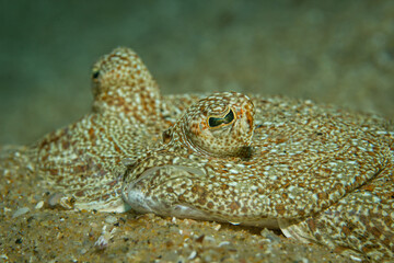 Weitäugiger Butt auf Sand. Nahaufnahme von Auge. Unterwasserfoto Costa Brava, Spanien, Mittelmeer. Bothus podas podas