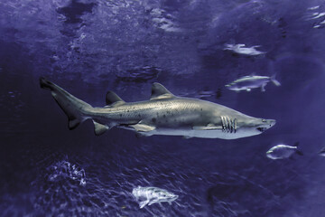 Shark swimming,in aquarium.