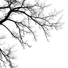 Silhouette of bare branches tree on white background