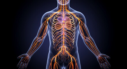 Human Nervous System Anatomy: Detailed 3D Model of the Nerves and Spinal Cord