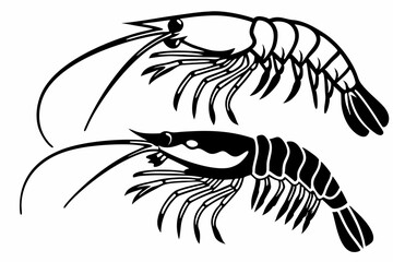 sketch of a shrimp fish