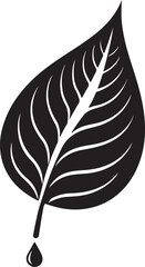 Obraz premium leaves vector with water drop . illustrator art black color