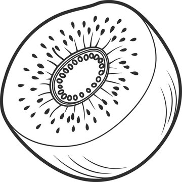 recommend clip art: kiwi fruit vector outline icon on white or transparent background