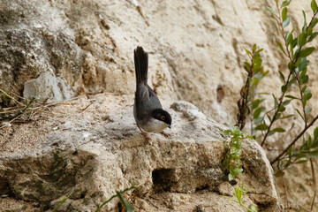 Bajando por la piedra una hermosa Currucas cabecinegra (Sylvia melanocephala)