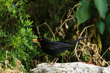 Adornando el paisaje con su presencia un Mirlo común (Turdus merula)