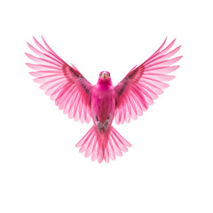 Obraz premium Pink Bird Flying: Wings Spread