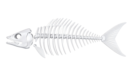 Detailed closeup of a fish skeleton, exploring the intricate bone structure of aquatic life