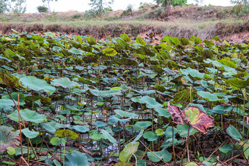 Expansive Lotus Pond with Vibrant Green Lily Pads
