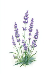 Naklejka premium Watercolor Illustration of Lavender Plant