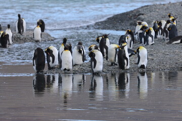 King Penguins in South Georgia