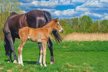 Portrait of newborn foal standing next to its mother mare on green meadow on cloudy day. Horse...
