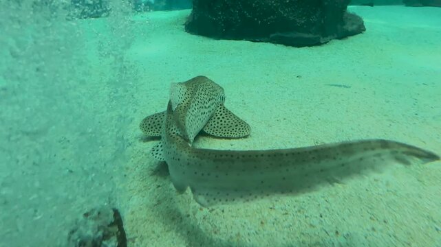 Discover the vibrant underwater world with footage of a zebra shark swimming gracefully and lively zebrafish. A closeup of a tiger shark showcases oceanic life diversity