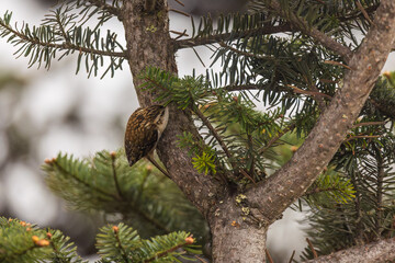 Hodgson's treecreeper (Certhia hodgsoni) at Sela Pass, Arunachal Pradesh, India.