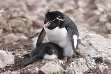 Rockhopper Penguin on Falkland Islands © Henri