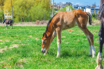 Obraz premium Newborn foal and other horses in a spring meadow. Foal grazing on green grass. Blurred cityscape, blue sky.
