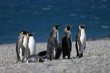 King Penguins in South Georgia