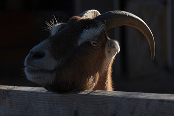 Portrait of a goat at night