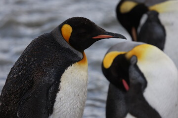 King Penguins in South Georgia