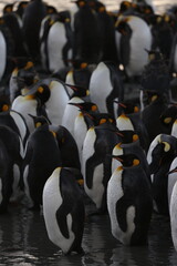 King Penguins in South Georgia