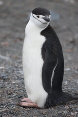 Chinstrap Penguin