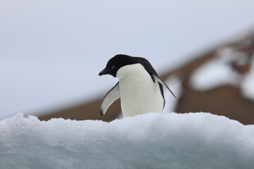 Obraz premium Adelie Penguin on ice float