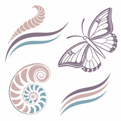 Elegant butterfly and nautilus shells design elements on white