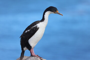 Blue Eyed Shag / Blue Eyed Cormorant