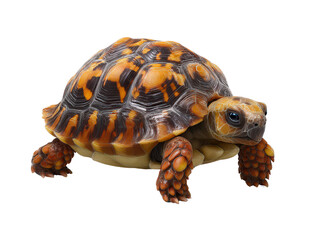 Obraz premium Striking Orange and Brown Tortoise Shell Detailed Closeup of Reptile Exotic Pet Wildlife Photography