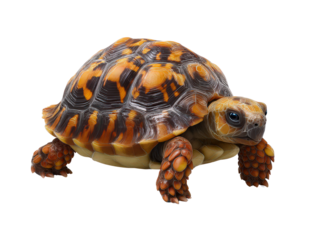 Striking Orange and Brown Tortoise Shell Detailed Closeup of Reptile Exotic Pet Wildlife Photography
