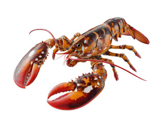 Vibrant Red and Orange Lobster Claw Close up Detailed Seafood Image