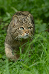 Adult male European Wild Cat (Felis silvestris) with green eyes walking on the grassy ground