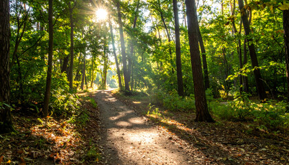 Sunlit Forest Path: A Picturesque Trail Through Lush Green Trees