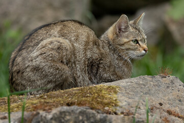 Portrait of an adult female European Wild Cat (Felis silvestris) 