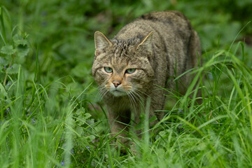 Adult male European Wild Cat (Felis silvestris) with green eyes walking on the grassy ground