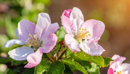 Fototapeta premium Pink Apple Blossoms in Sunlight