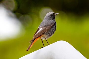 Black redstart perched on railing with blurred green background