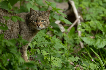 Portrait of an adult male European Wild Cat (Felis silvestris) 