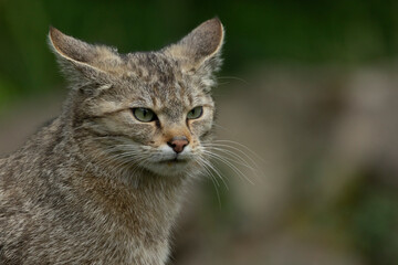 Portrait of a female european wild cat (felis silvestris)