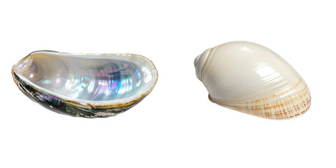 Fototapeta premium Two Beautiful Shells Captured for Natural Decor isolated on a transparent background.